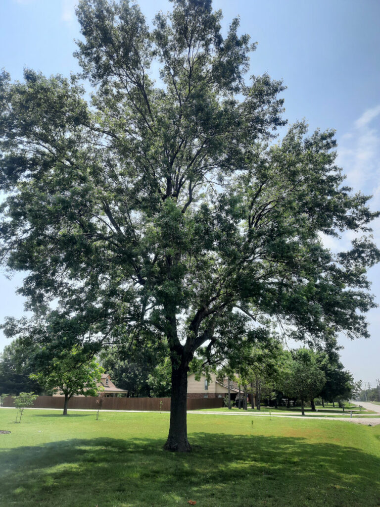 Tree Trimming in Owasso, Claremore, and Grand Lake Oklahoma