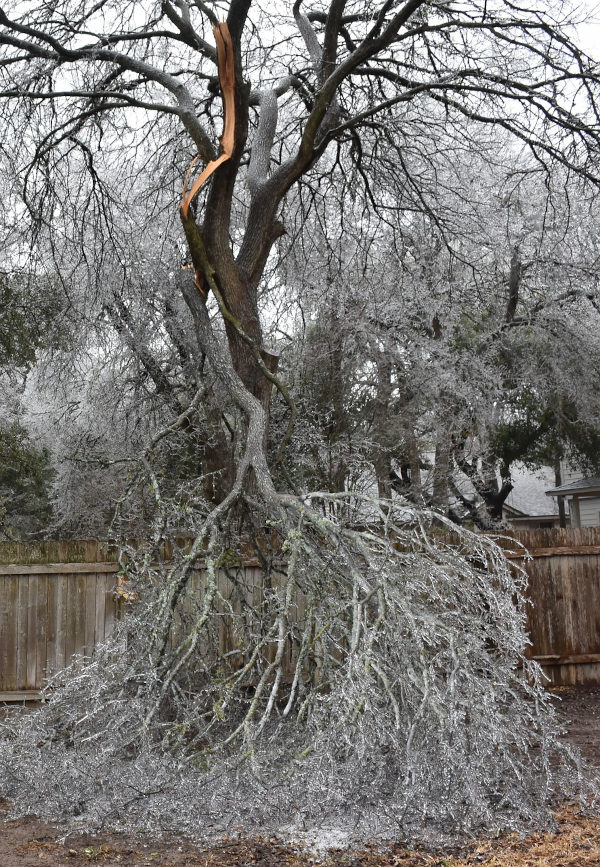 Damaged Tree after Storm