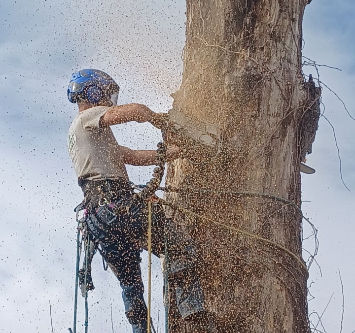 Tree Removal in Oklahoma