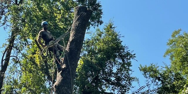 Tree Removal in Claremore, OK