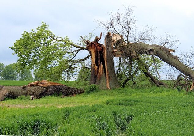 Oklahoma Storm Damage Cleanup