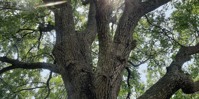Tree Trimming in Claremore, OK